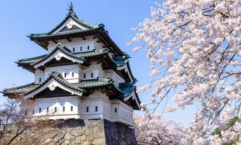 Lâu đài Osaka vào mùa hoa anh đào nở rộ, khung cảnh đẹp mê hồn